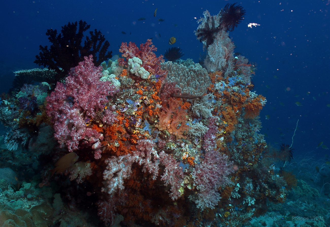 Raja Ampat 2016 - Corail - IMG_4399_rc.jpg